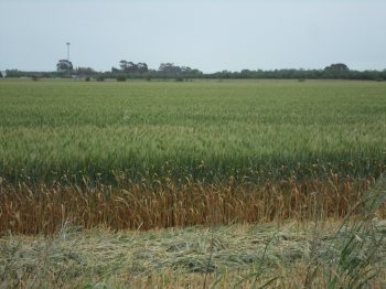 Crop near Smithfield