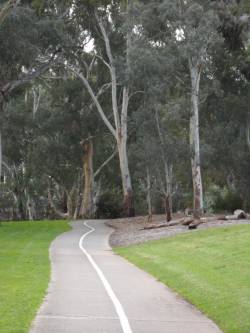 Bike path through gum trees