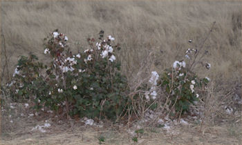 Roadside Cotton