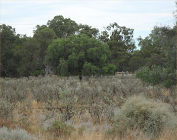 Heavily Grazed Saltbush