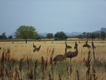 Emus
