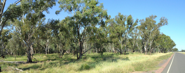 Griffith Hay Road, North of the Murrumbidee 2011