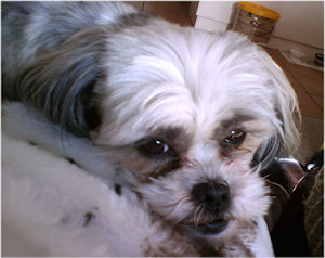 Contemplative Dog