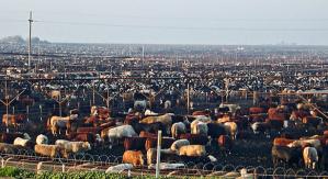 Oklahoma Feedlot