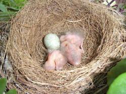 Blackbirds and egg in nest