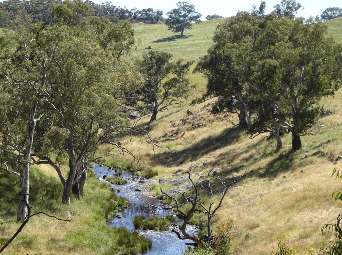 River Torrens near Mt Pleasant