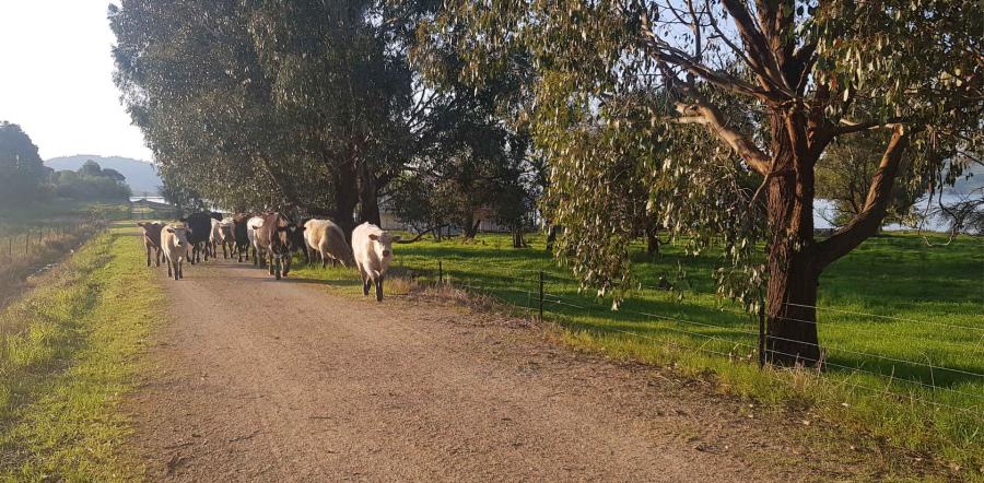 Cows being herded along bike trail