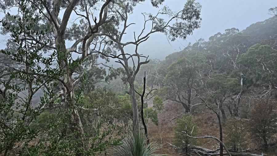 Willunga Hill at 7.30am. Low cloud