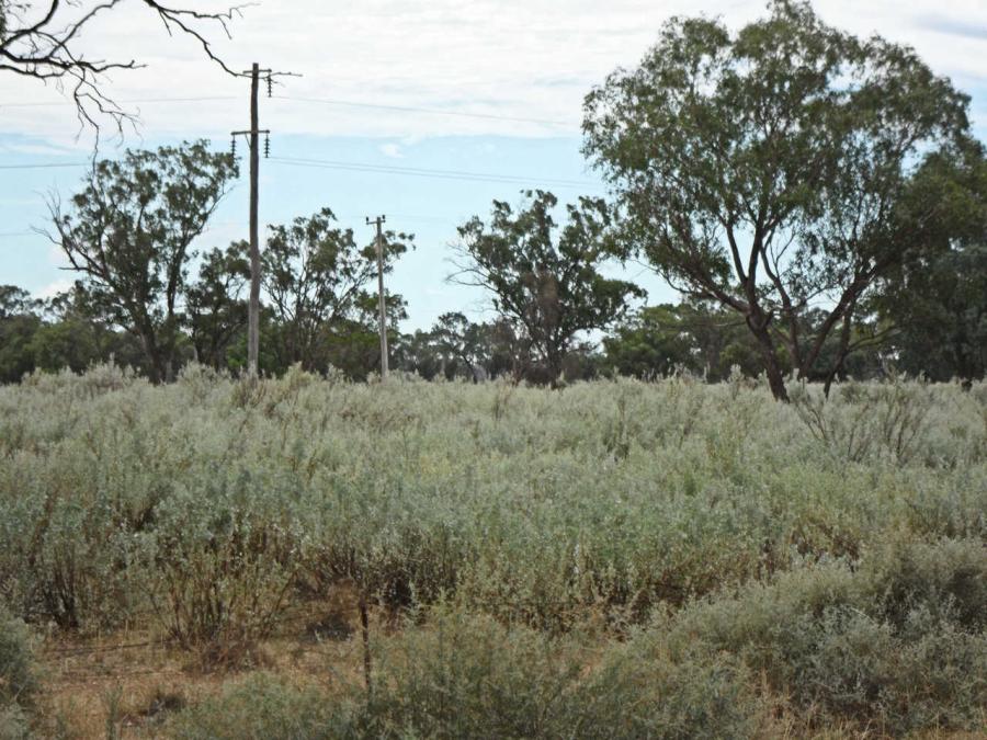 10-saltbush2