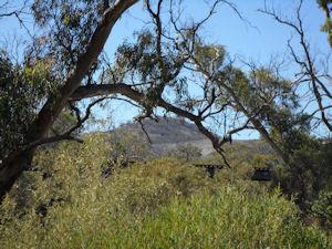 Bridge in the bush