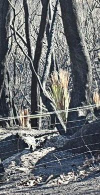 Xanthorrhoea on Mt Gawler, Sampson Flat Fire 2015