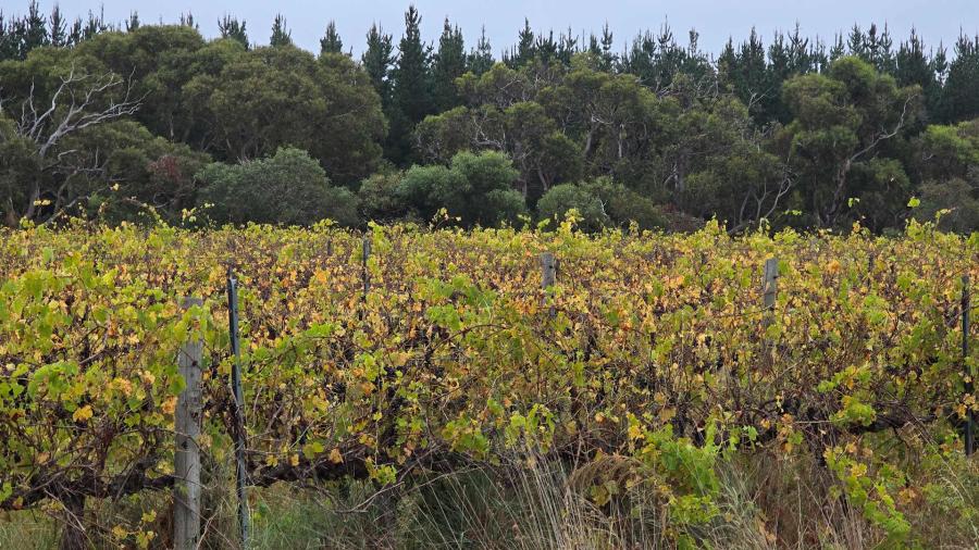 Vines, Eucalypts, Pine Forest near Ngankita