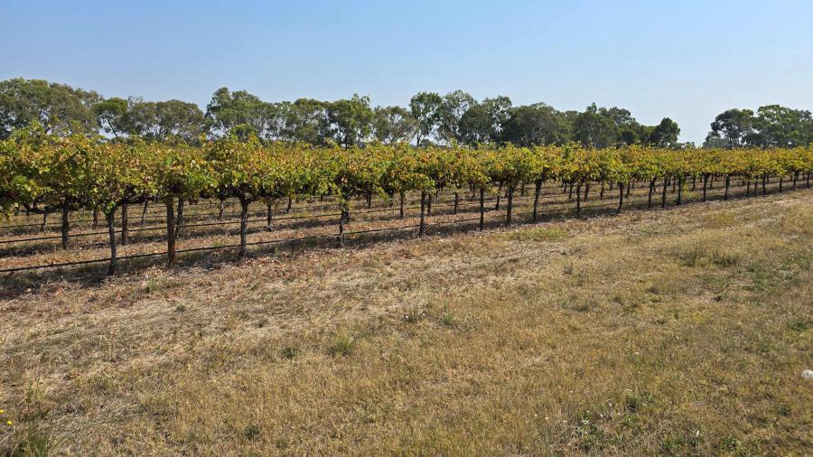 Langhorne Creek Vineyard