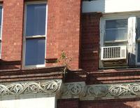 Fig Tree Growing in masonry on Gawler Chambers Building Nth Tce Adelaide