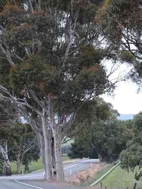 clarefarrellflatroad