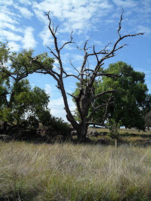 Molong, Many  Rocks