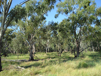 Murrumbidgee Forest