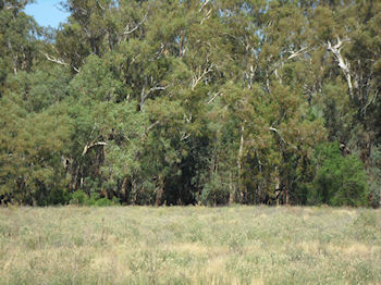 Murrumbidgee Forest