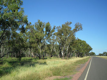 Murrumbidgee Forest