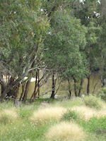 Murrumbidgee from the road