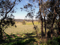 Vineyard and Gum Trees