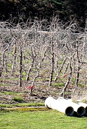 Apples left hanging, Hannaford Road, Cuddlee Creek