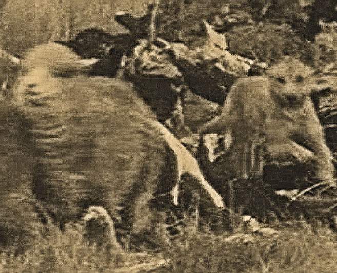 Wild Dogs, adapted from an ABC file photo