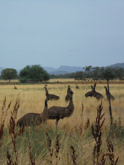 Australian Country Landscape